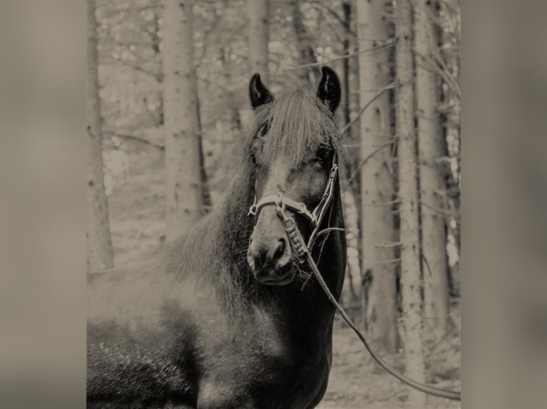 Fellpony Wallach 9 Jahre 143 cm Rappe in Reichshof