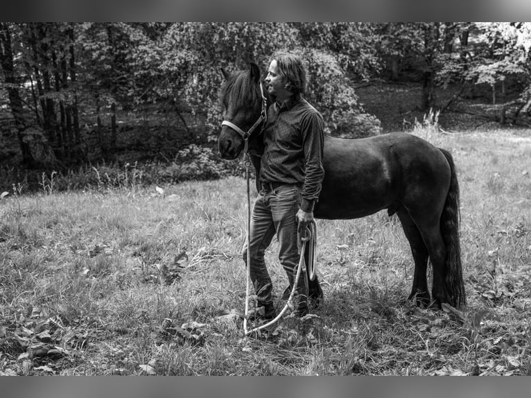 Fellpony Wallach 9 Jahre 143 cm Rappe in Reichshof