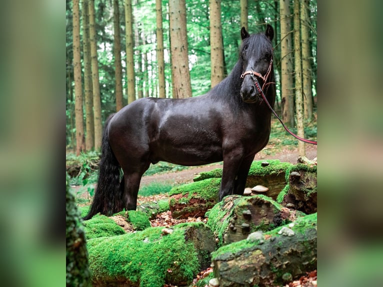 Fellpony Wallach 9 Jahre 143 cm Rappe in Reichshof