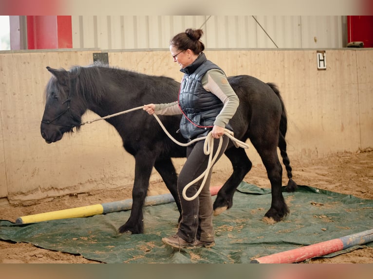 Fellpony Wallach 9 Jahre 143 cm Rappe in Reichshof
