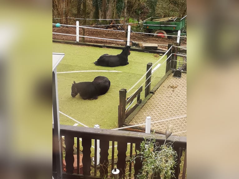 Fellpony Wallach 9 Jahre 143 cm Rappe in Reichshof