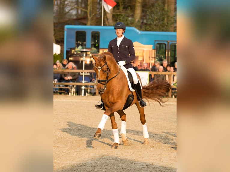 FEUERTANZ Hanoverian Stallion Chestnut-Red in Kronberg im Taunus