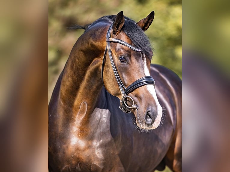 FIANCÉ KWPN Stallion in Werder