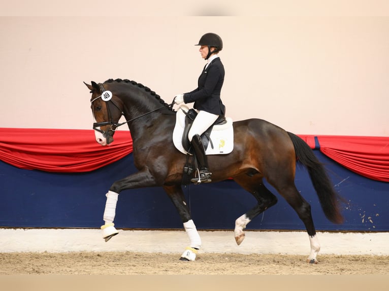 FIANCÉ KWPN Stallion in Werder