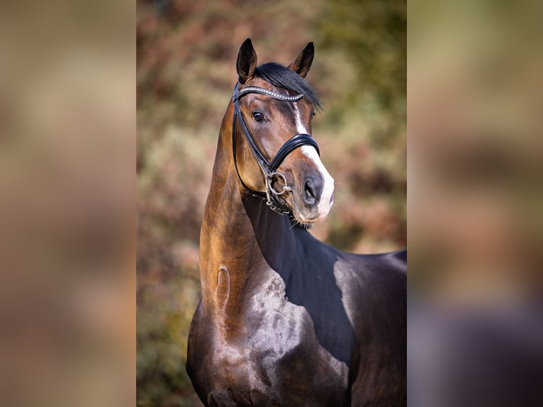 FIANCÉ KWPN Stallion in Werder