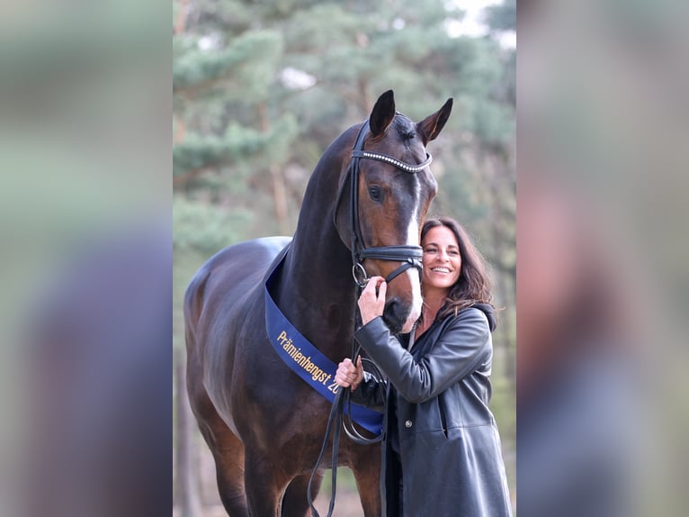 FIANCÉ KWPN Stallion in Werder