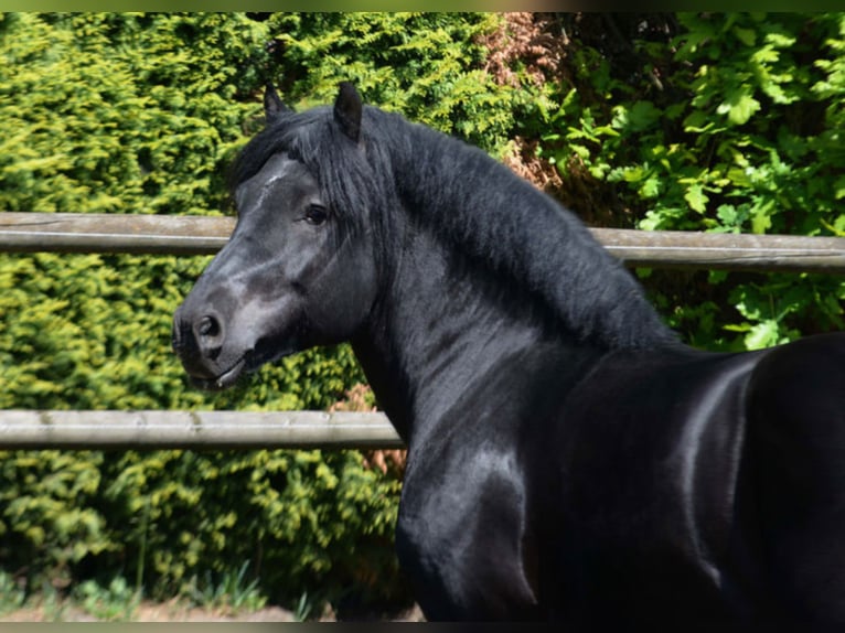 FIETJE Rhenisch-German Heavy Draft Stallion Black in Warendorf