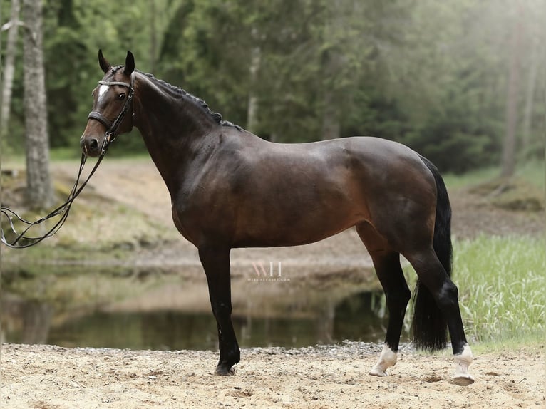 Finnisches Warmblut Stute 10 Jahre 170 cm Rotbrauner in Ypäjä