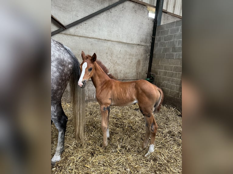 Finnisches Warmblut Stute 2 Jahre Brauner in Belsele