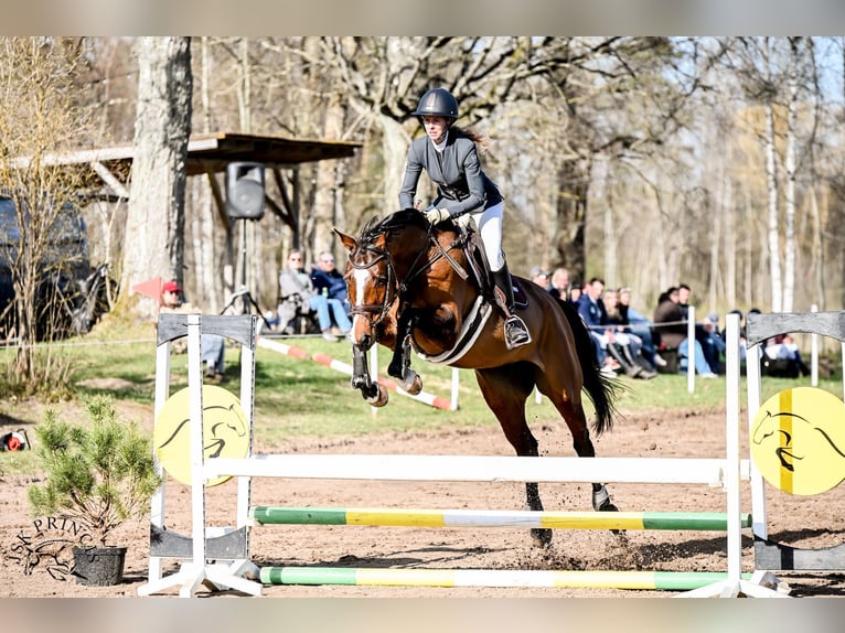 Finnisches Warmblut Stute 7 Jahre 168 cm  in Riga