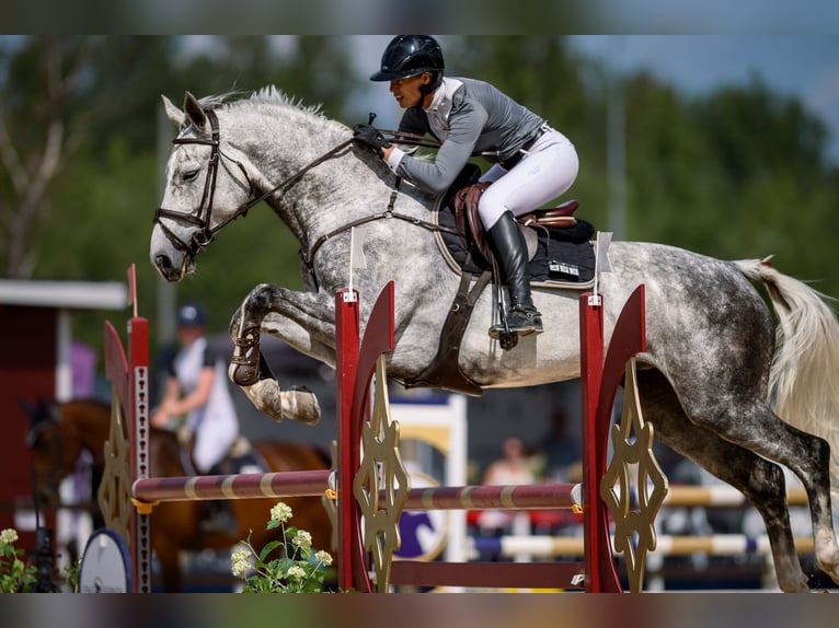 Finnisches Warmblut Stute 7 Jahre 173 cm Schimmel in Espoo