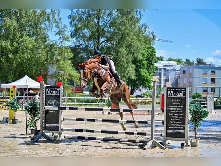 Finnisches Warmblut Wallach 11 Jahre 174 cm Fuchs in Schlins