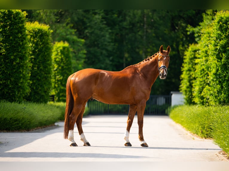 Finnisches Warmblut Wallach 12 Jahre 173 cm Dunkelfuchs in Herwijnen