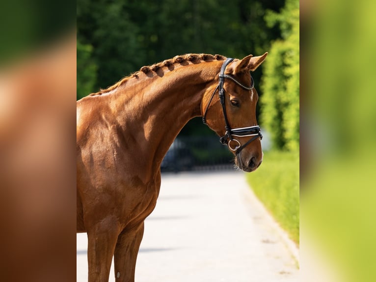 Finnisches Warmblut Wallach 12 Jahre 173 cm Dunkelfuchs in Herwijnen