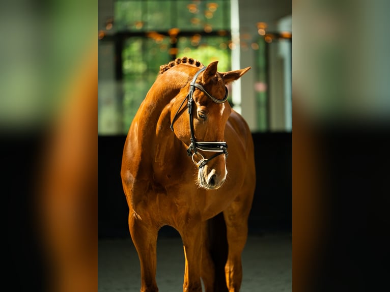 Finnisches Warmblut Wallach 12 Jahre 173 cm Dunkelfuchs in Herwijnen
