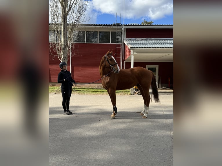 Finnisches Warmblut Wallach 3 Jahre 164 cm Dunkelfuchs in Valkeakoski
