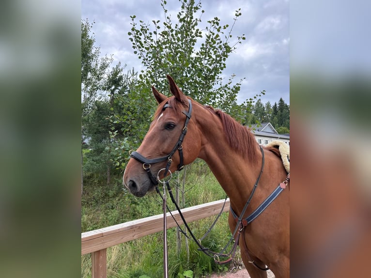 Finnisches Warmblut Wallach 5 Jahre 175 cm Dunkelfuchs in Kylmälä