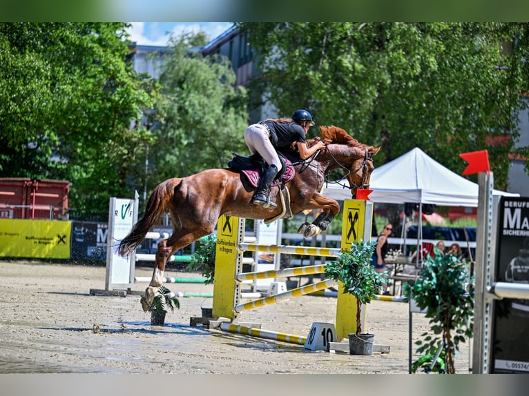 Finnish Warmblood Gelding 11 years 17 hh Chestnut-Red in Schlins