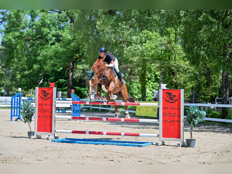 Finnish Warmblood Gelding 11 years 17 hh Chestnut-Red in Schlins