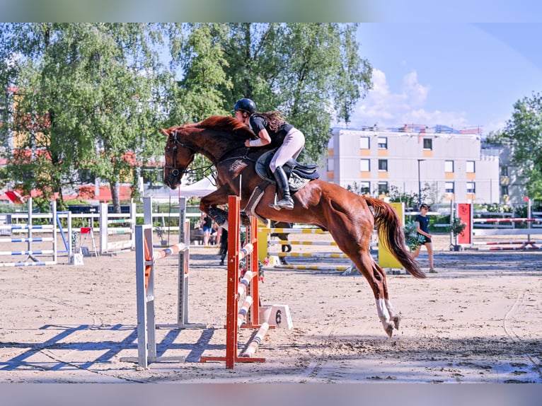 Finnish Warmblood Gelding 11 years 17 hh Chestnut-Red in Schlins