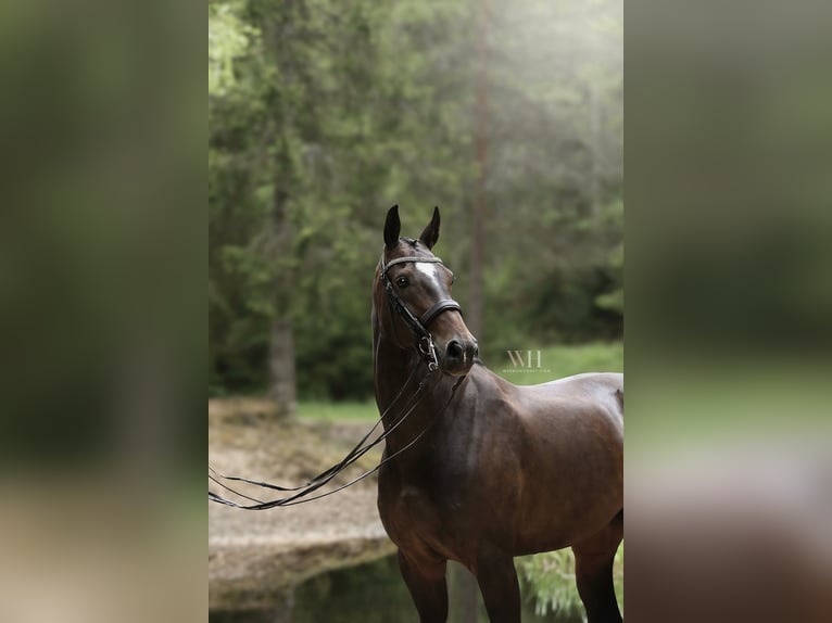 Finnish Warmblood Mare 10 years 16.2 hh Bay in Ypäjä