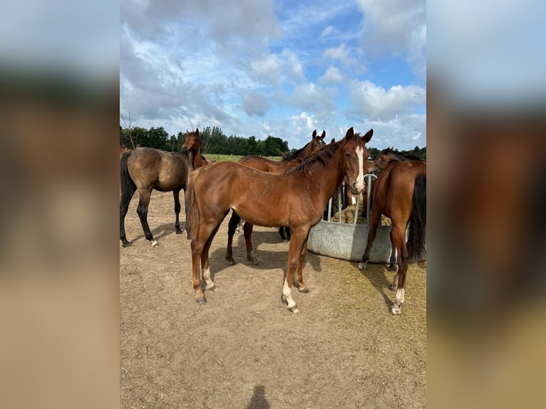 Finnish Warmblood Mare 2 years Brown in Belsele