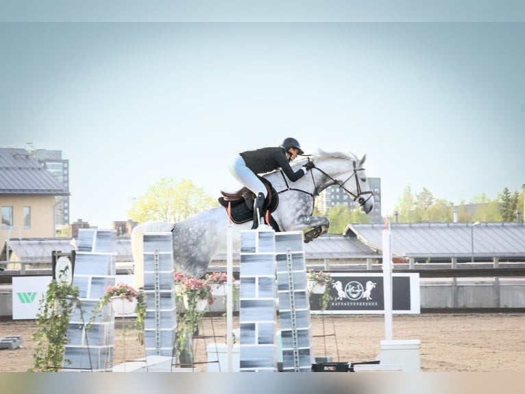 Finnish Warmblood Mare 7 years 17 hh Grey in Espoo