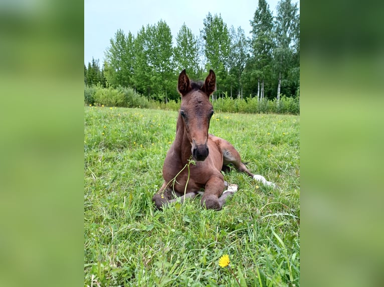 Fins Warmbloed Hengst Veulen (04/2026) Donkerbruin in Punkaharju
