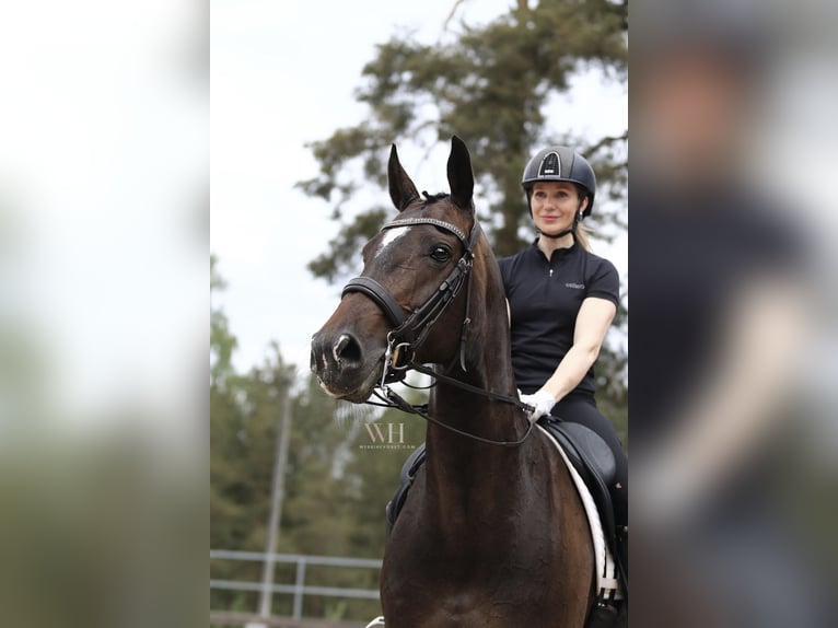 Fins Warmbloed Merrie 10 Jaar 170 cm Roodbruin in Ypäjä