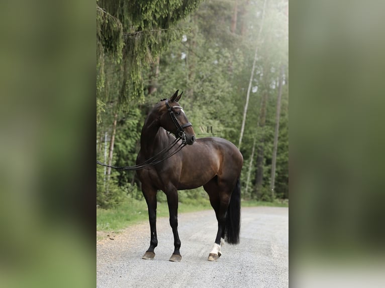 Fins Warmbloed Merrie 10 Jaar 170 cm Roodbruin in Ypäjä