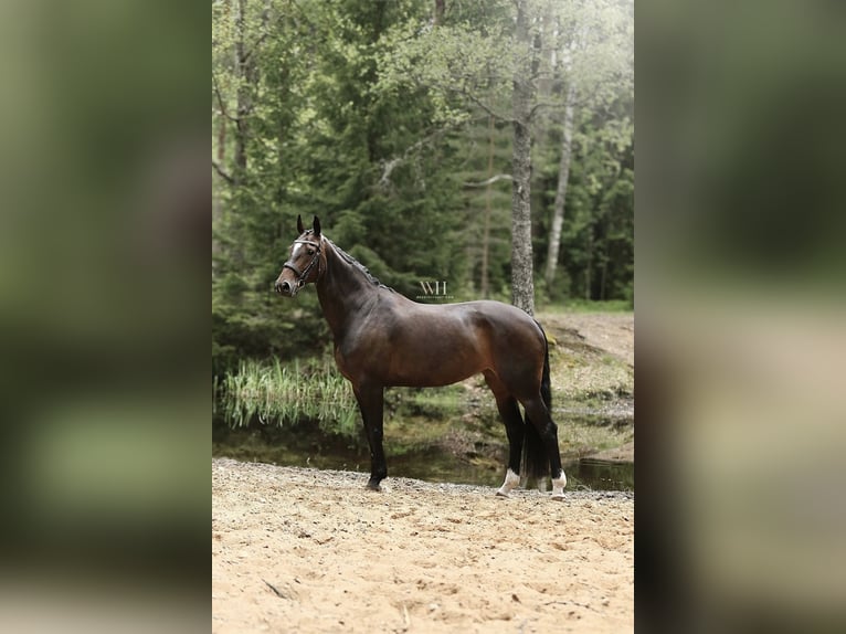Fins Warmbloed Merrie 10 Jaar 170 cm Roodbruin in Ypäjä