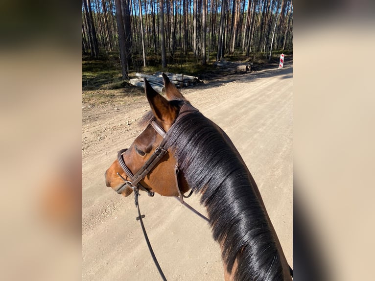Fins Warmbloed Merrie 7 Jaar 168 cm  in Riga