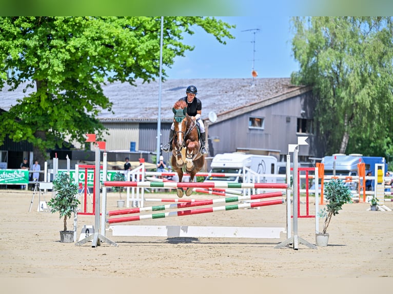 Fins Warmbloed Ruin 11 Jaar 174 cm Vos in Schlins