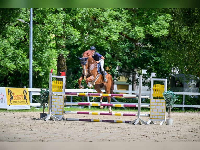 Fins Warmbloed Ruin 11 Jaar 174 cm Vos in Schlins