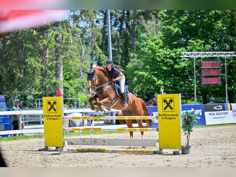 Fins Warmbloed Ruin 11 Jaar 174 cm Vos in Schlins