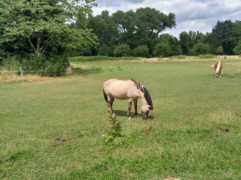 ɕfjɛkaˈtɔvɔ Croisé Jument 12 Ans 148 cm in Duisburg