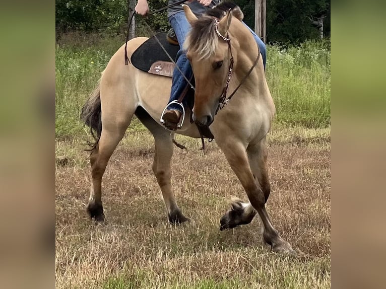 Fjord Mix Castrone 10 Anni 152 cm Falbo in Lane