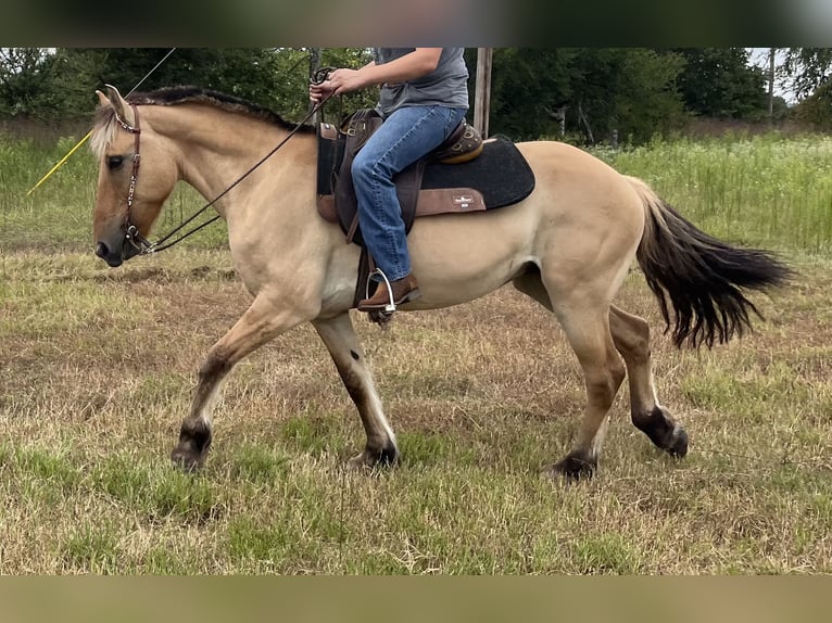 Fjord Mix Castrone 10 Anni 152 cm Falbo in Lane