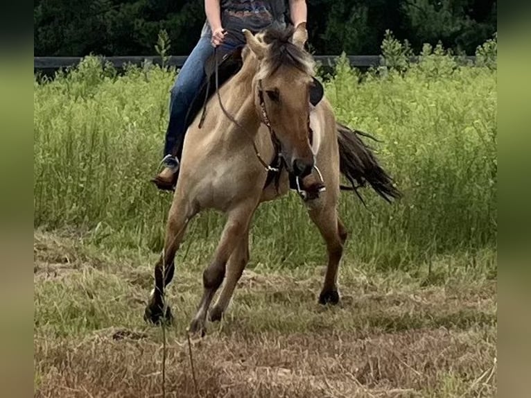 Fjord Mix Castrone 10 Anni 152 cm Falbo in Lane