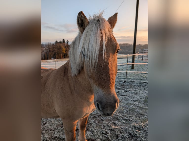 Fjord Mix Castrone 11 Anni 140 cm Falbo in Triftern