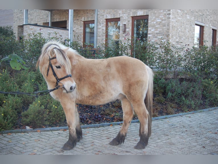 Fjord Castrone 11 Anni 142 cm Sauro in Metelen