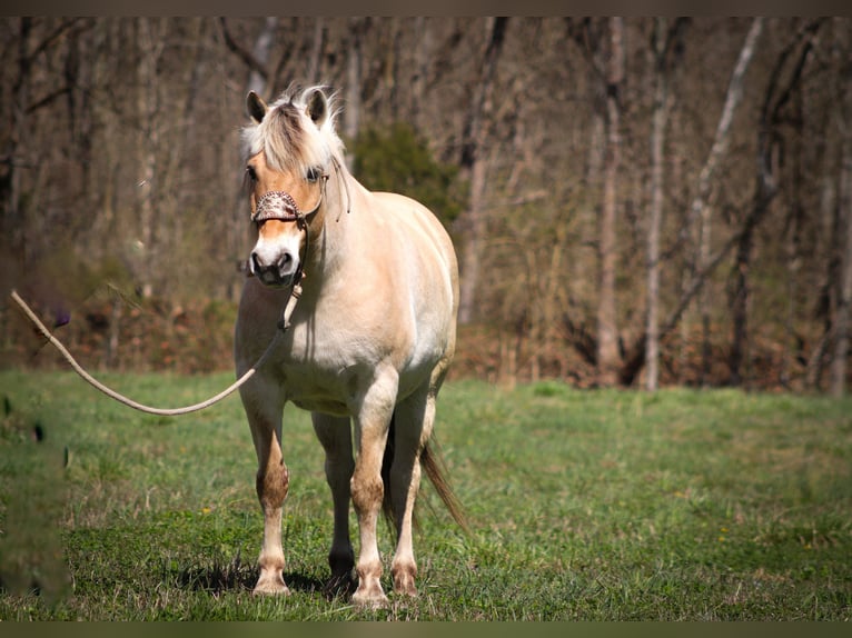 Fjord Castrone 11 Anni 152 cm Pelle di daino in Flemingsburg, KY