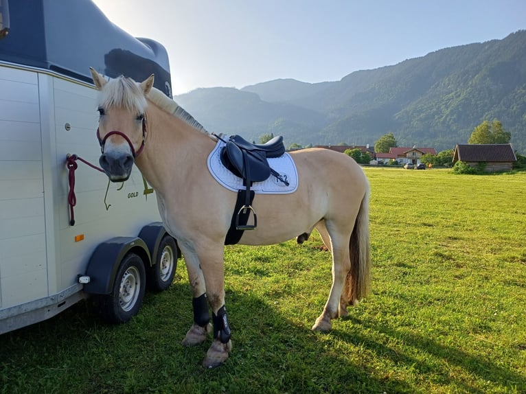 Fjord Castrone 11 Anni 153 cm Falbo in Rott
