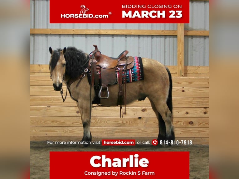 Fjord Mix Castrone 12 Anni 140 cm Pelle di daino in Rebersburg