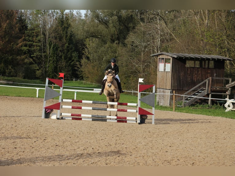 Fjord Castrone 12 Anni 150 cm Falbo in Aschheim