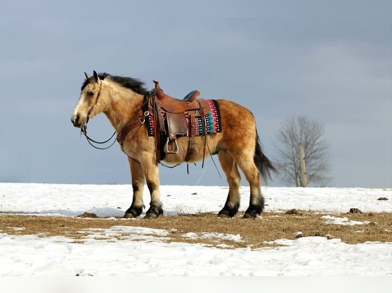 Fjord Mix Castrone 13 Anni 137 cm Pelle di daino in Rebersburg