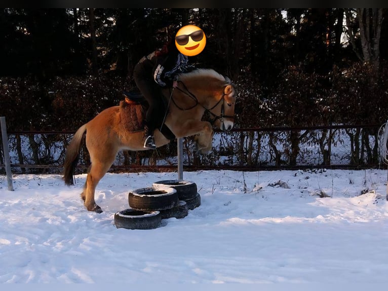 Fjord Castrone 13 Anni 144 cm in D&#xFC;rnau