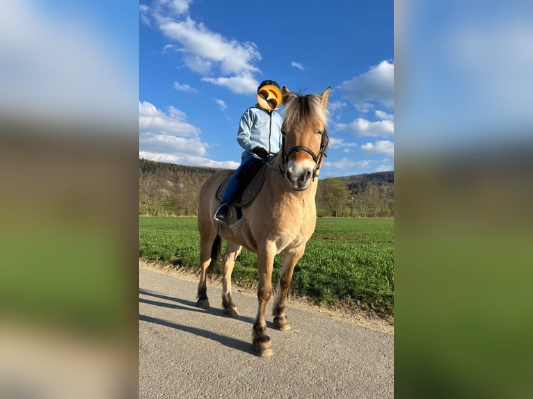 Fjord Castrone 13 Anni 144 cm in D&#xFC;rnau