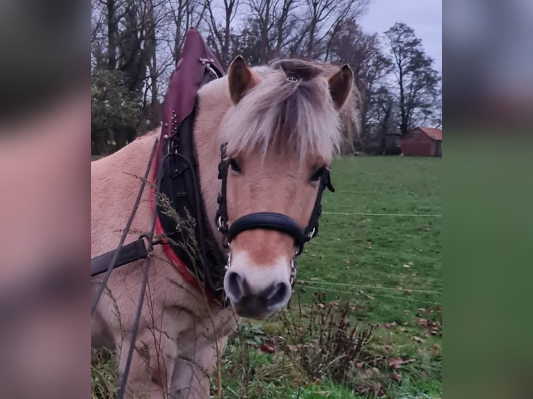 Fjord Castrone 14 Anni 142 cm Falbo in Bramsche