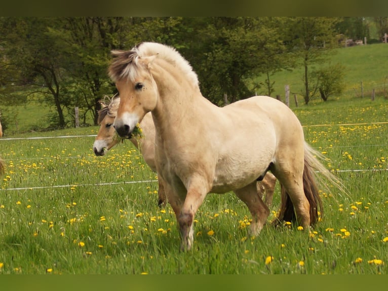 Fjord Castrone 14 Anni 147 cm Falbo in Remscheid
